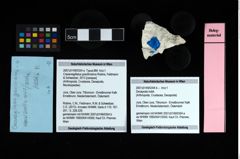 Foto (Objekt + Etikett) von Cracensigillatus gracilirostrus (Robins, Feldmann & Schweitzer, 2013)  (NHMW-GEO-2007z0149-0354a)